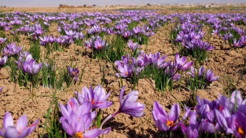 مهم ترین مناطق کاشت زعفران مهم ترین مناطق کاشت زعفران